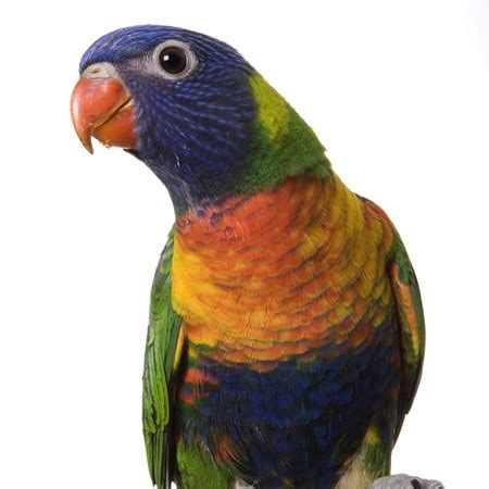Lo·ries any of various australasian parrots often having brilliantly colored plumage and. Rainbow Lories #117186 for sale in San Diego, CA