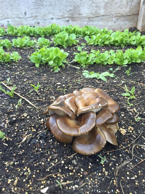 Check spelling or type a new query. Growing Oyster Mushrooms in the Garden! Added mushroom ...