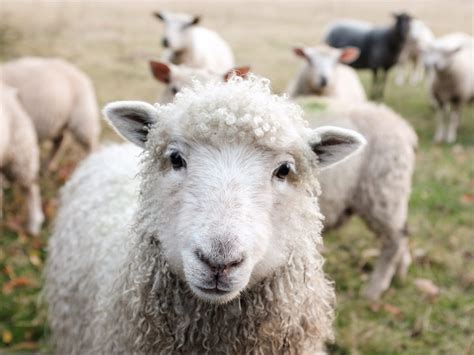 Het offerfeest is het grootste feest van de islam. "Offerfeest is bewustwording en dus niet zomaar een ...