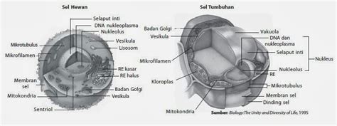 Vakuola pada sel hewan kecil atau tidak tampak. Penjelasan Tentang Perbedaan Sel Hewan dan Sel Tumbuhan ...