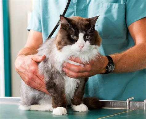 At our animal hospital in san diego, ca, it's our pleasure to care for your furry friend. Elysia Bistrica | VCA Pets Are People Too Roswell Animal ...