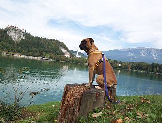 Die slowakische republik, auch kurz slowakei genannt, liegt im wahrsten sinne des wortes im herzen von europa: Urlaub mit Hund in der Slowakei