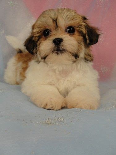 Of health, one year guarantee, first vaccinations, dewormed, dew… Awwwwe! | Teddy bear puppies, Shichon puppies, Puppies