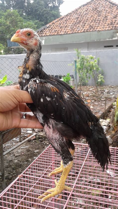 Biasanya ayam pama memiliki bulu yang lebat dan juga menawan, ini biasanya banyak dilihat bebotoh karena dalam peforma bertarung ayam pama. jual anak ayam bangkok lamongan