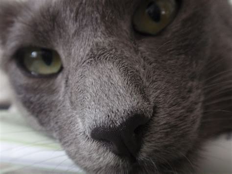 What's your opinion on oriental cats? Waldemar, blue Oriental Longhair (With images) | Oriental ...