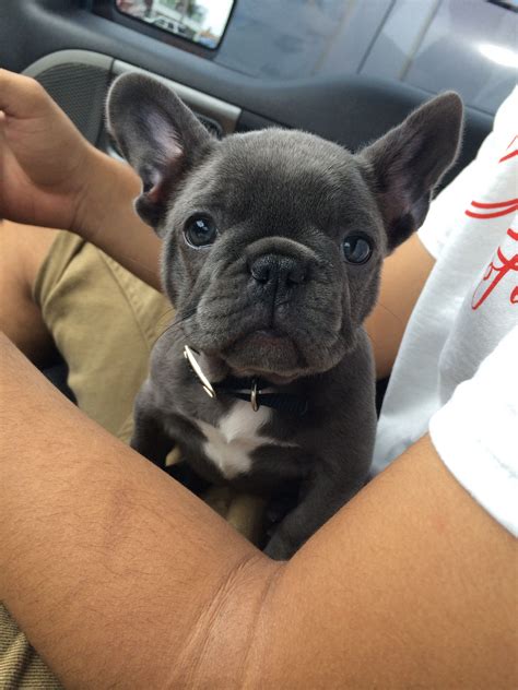 Your new puppy will also need regular nail clippings, ear cleanings and, more often. #Khaalesi #BlueFrenchie #Puppy | French bulldog blue ...