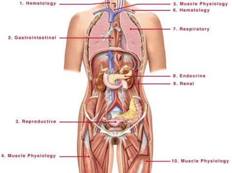 Female anatomy includes the external genitals, or the vulva, and the internal reproductive organs. Diagram Of Female Parts | Body anatomy organs, Human ...