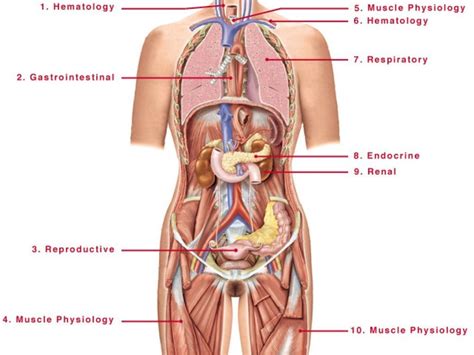 We'll go over the structure and function of the female urethra and explain how it. Diagram Of Female Parts | Body anatomy organs, Human ...