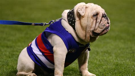 Descriptionwestern bulldogs real life mascot.jpg. Inspirational Bulldogs club stalwart calls it a day ...