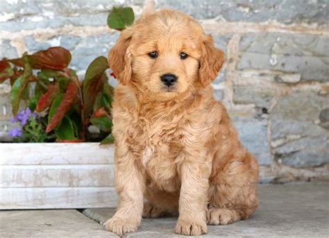 Find goldendoodle in dogs & puppies for rehoming | find dogs and puppies locally for sale or adoption in toronto (gta) : Apricot Goldendoodle Puppy For Sale Near Me / toy poodle ...