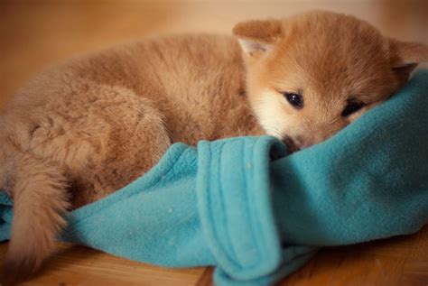 Both shiba inu and dogecoin have a far more abundant supply of tokens than other mainstream cryptocurrencies. Our Shiba Inu, Seth #adorable #shiba #doge | Shiba inu, Shiba