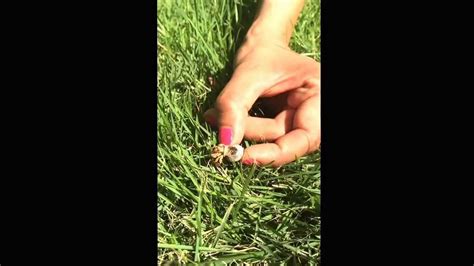 The amazing red crabs of christmas island. Bugs without borders - Looking for hermit crabs on ...