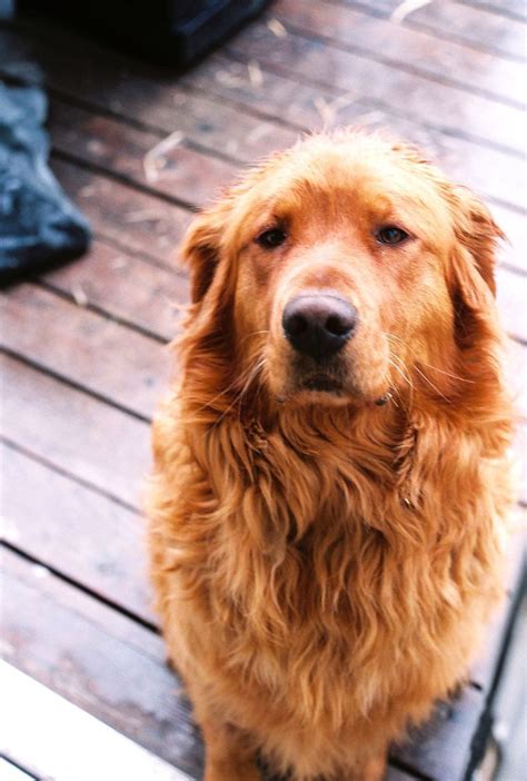 The golden retriever, some portion of the donning gathering of dogs, was initially reared as a chasing partner for recovering waterfowl, and keeps on being a standout amongst the most mainstream family puppies in the united states. Dark Golden Retriever Puppies California - Pets Ideas