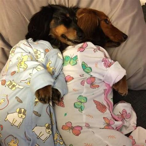 Low prices, fast, free shipping & 24/7 support, shop today! Weenie dogs in baby clothes!! | Dog cuddles, Dachshund ...