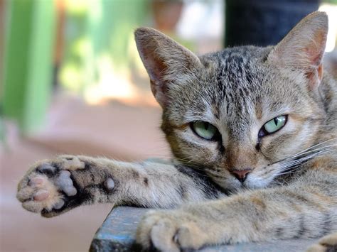 This way you can choose a name that suits your. Irish Names for Cats - With Meanings