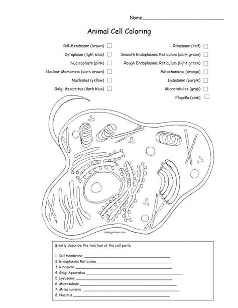 In addition, students learn or review key concepts about the structure, function, and replication of dna. Membrane Structure and Function Worksheet Cell Membrane ...