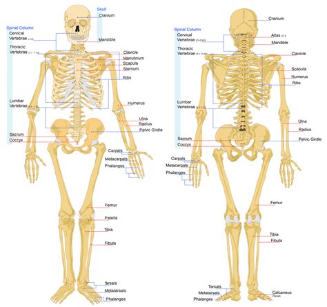 Human skeleton vintage nineteenth century engraving. Bone Anatomy | ASU - Ask A Biologist | Human body bones ...