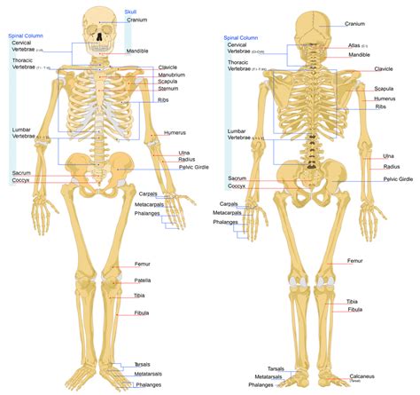 The structure of a long bone allows for the best visualization of all of the parts of a bone (figure 1). Musculoskeletal system 2 | Body bones, Human body bones ...