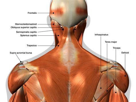 Back muscles diagram illustrations & vectors. Back Muscles Diagram : Image result for back muscles ...