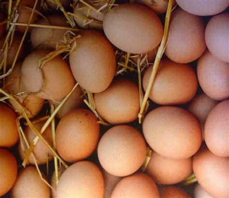 Eggs benedict, for instance, reigns supreme in every american brun. Local Farm Fresh Eggs - LOOP BREWING COMPANY