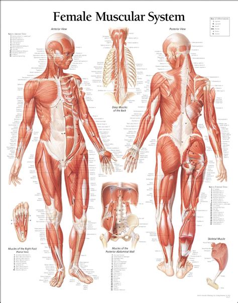 The most complete ultimate home study course in human anatomy and physiology. Women Muscle Diagram | Human anatomy female, Human body ...