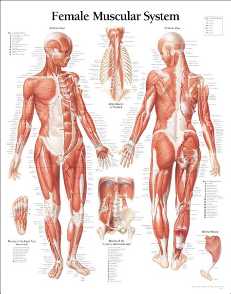 Trapezius, latissimus dorsi, levator scapulae, rhomboid. Women Muscle Diagram A Great Female Anatomy Reference For ...