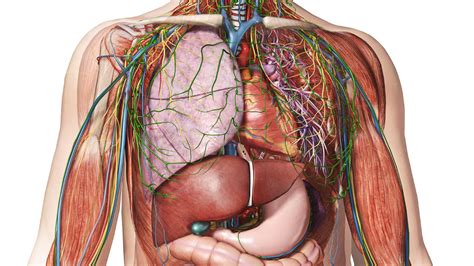 Internal child organ symbol poster design. Human anatomy 3D view ~ Human Anatomy