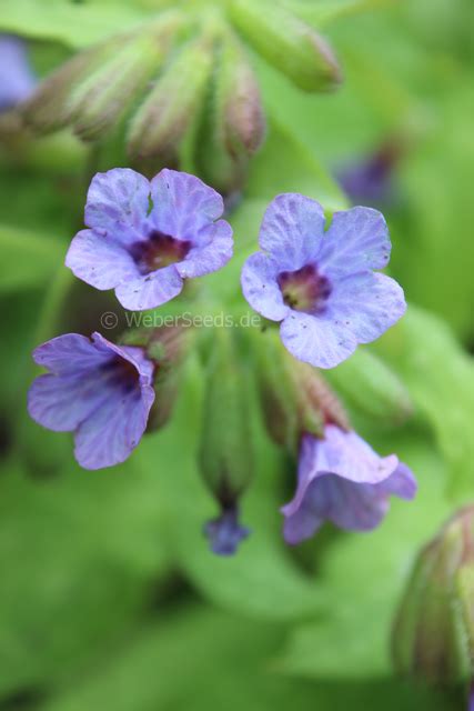 Support local wildlife with native wildflowers. Pulmonaria officinalis, Lungwort - Seeds - plants - dried ...