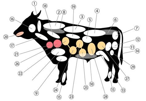 Choose from 8700+ beef cheek meat graphic resources and download in the form of png, eps, ai or psd. Carne bovina - cortes (II)