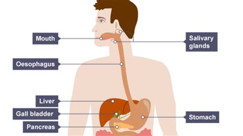 Bbc bitesize its coming home. Biology - Digestion - Year 7 - S1 - This Term's Topics ...