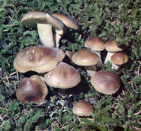 Agaricus campestris meadow mushroom, pink bottom. 37 HQ Pictures Backyard Mushrooms Identification - Common ...