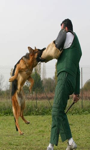 Make sure you're still wearing your glove, because he may think you want him to go for your arm again. How to train your dog to attack