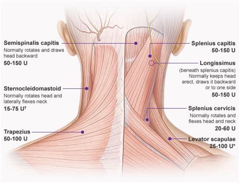 Nerves in your lower back. A Quick Anatomy Of Bodybuilding! - EMMANUEL PARKER'S ...