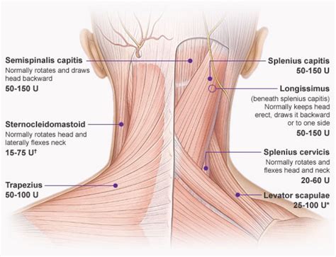 From the sides and the back of the neck, the splenius capitis inserts onto the head region, and the splenius. A Quick Anatomy Of Bodybuilding! - EMMANUEL PARKER'S ...