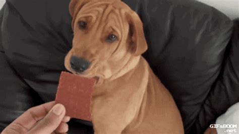 Mix of cute dogs being funny and doing tricks. 26 Animal Reactions That Sum Up Your Period | Cuteness