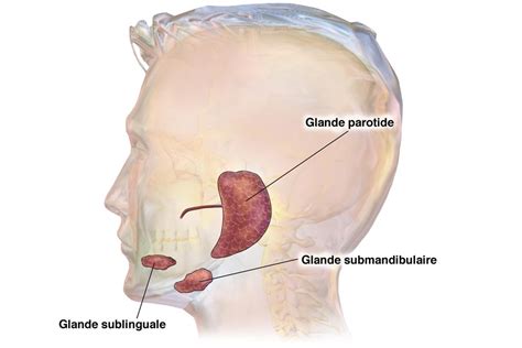 Les glandes salivaires sont des glandes situées au niveau de la face. Glande salivaire | Studio Dentaire