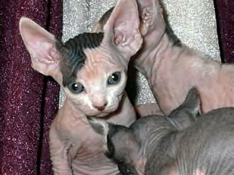 My daughter researched that a sphynx is the best cat for our family and although i was hesitant at first, she was right. Sphynx Kittens FOR SALE ADOPTION from Vermilion Ohio ...