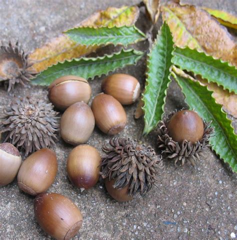 What is an oak acorn? Using Georgia Native Plants: Parking Lot Oaks