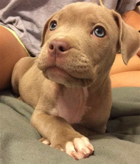 Download en gebruik gratis 4.000+ stockfoto's die betrekking hebben op pitbull puppies for adoption san diego. Pitbull Puppies Available FOR SALE ADOPTION from San francisco California @ Adpost.com ...