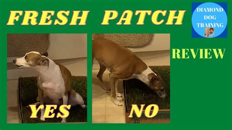 Can lawn seed be harmful to dogs? Real Grass For Dogs Fresh Patch Review - YouTube