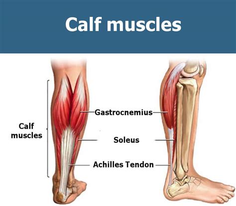 Smooth muscles — sometimes also called involuntary muscles — are usually in sheets, or layers, with one layer of muscle behind the other. The Best Calf Workout for Mass - Growing the Most Stubborn ...