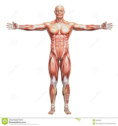 There are around 650 skeletal muscles within the typical human body. Athletic Male Human Anatomy And Muscles Stock Photos ...