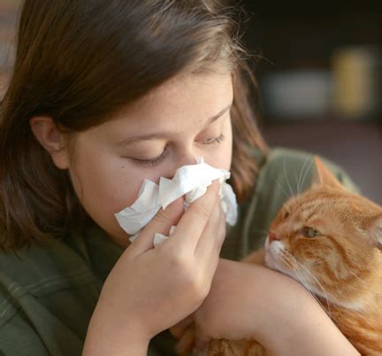 Allergy shots are also available if the litter allergy is severe. Cat & Dog Allergies | Pet Allergy Treatment Will County ...