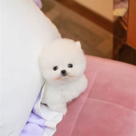 The puppies are very pricey and are now going for 6000, 7000 dollars. Mallow - Male Teacup Pomeranian | Mini Teacup Puppies