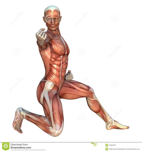 It contains many separate muscle groups, and often most have to be indicated for a drawing of a believable arm. Muscle Maps Stock Illustration - Image: 47363197