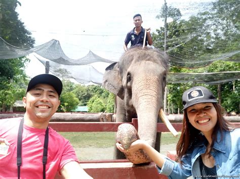 How to get to national elephant conservation centre, kuala gandah, lanchang, pahang. Saving Elephants: National Elephant Conservation Centre In ...
