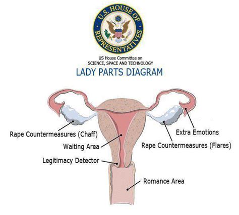 Ladybugs have the same body parts common to other insects: Lady Parts Diagram