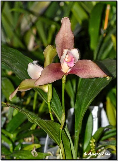 Flores plantar primavera buscar con. Orquídeas Blog de Angel Mar: Lycaste Lucianii (Grandes y ...