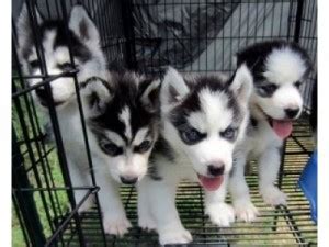 Ask us about our havanese puppies in sioux falls, sd. Pets - Sioux Falls, SD - Free Classified Ads