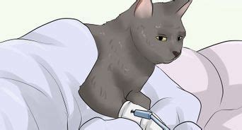 Harnwegsinfektionen und feline interstitielle zystitis gehören zu den häufigsten ursachen dafür, dass die katze auf den teppich macht. Vermeiden daß deine Katze auf den Teppich uriniert - wikiHow